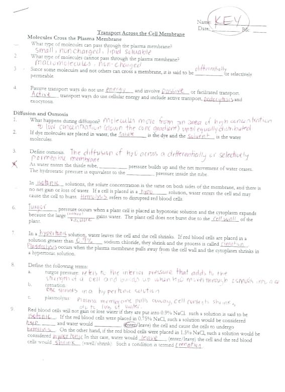 Cell Physiology Membrane Transport Worksheet Answers Transport