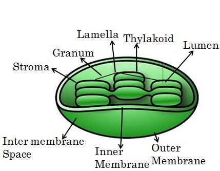 Difference Between Mitochondria And Chloroplast (with Comparison