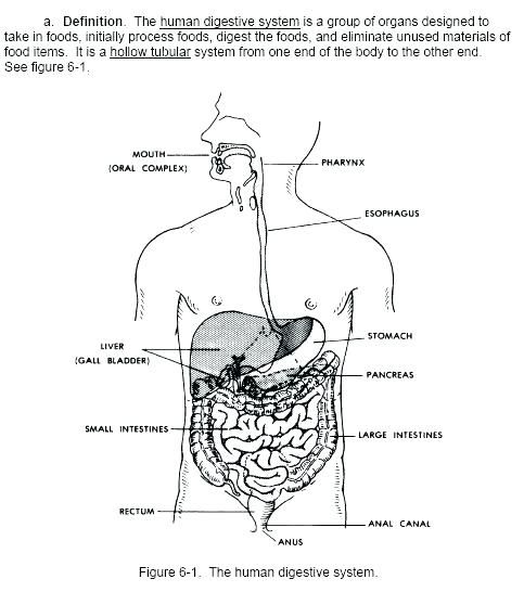 Digestive System Worksheet Answers