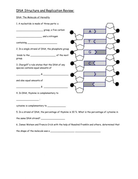 Dna Structure And Replication Worksheet Answers Key | Free Worksheets ...
