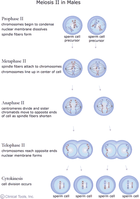 The Cell Cycle, Mitosis And Meiosis â University Of Leicester