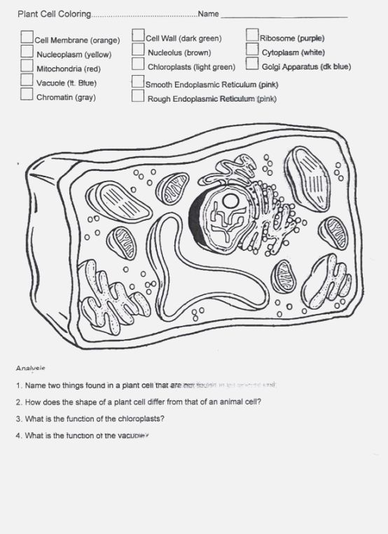 41 LÃ©gend Animal And Plant Cell Worksheets Printable