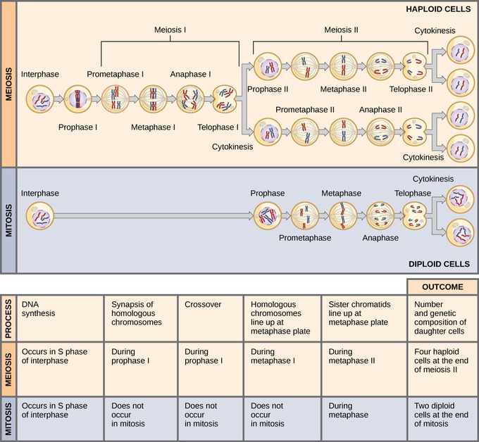 Meiosis