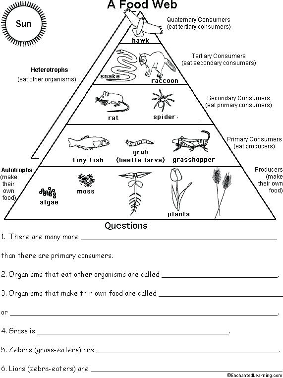 Food Web Worksheet Thousands Of Food Web Worksheet Food Web