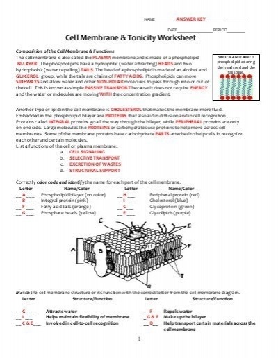 Cell Membrane And Tonicity Worksheet