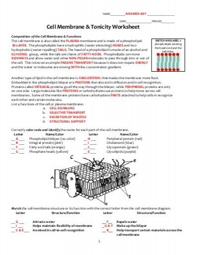 Cell Membrane Coloring Worksheet