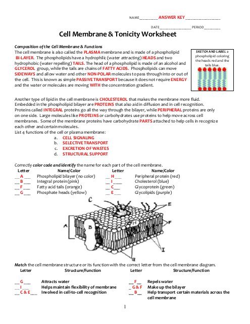 Key Cell Membrane And Tonicity Worksheet Pdf