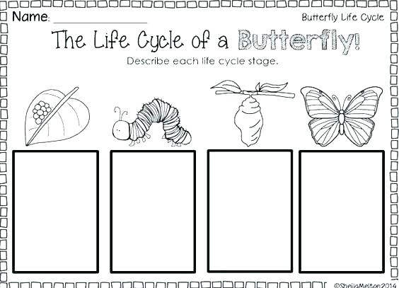 Life Cycle Of A Butterfly Worksheets Butterfly Life Cycle Cut And