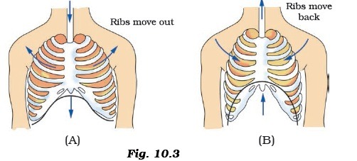 Respiration In Organisms Worksheet For Class 7