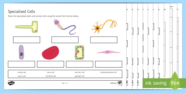 Ks3 Specialized Cells Worksheet   Worksheets