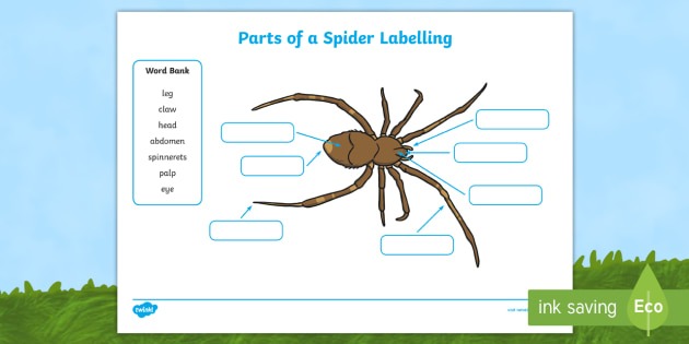 Parts Of A Spider Labelling Worksheets
