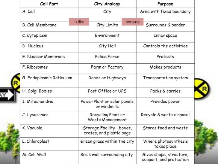 Cell City Diagram Answers