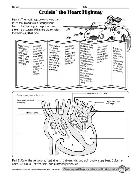 Circulatory System Worksheet