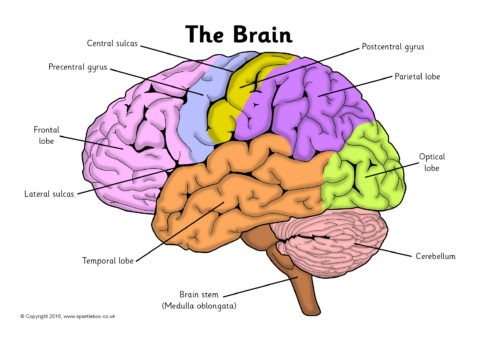 Label The Brain Worksheets (sb11585)
