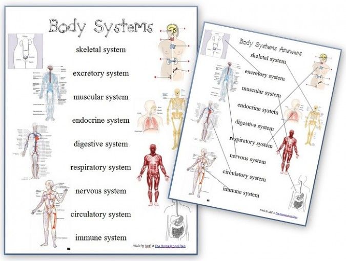 Free Human Body Systems Worksheets