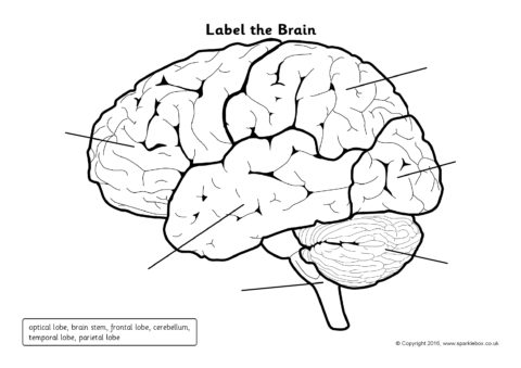 Label The Brain Worksheets (sb11585)