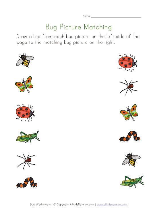 Bug Worksheets For Kids
