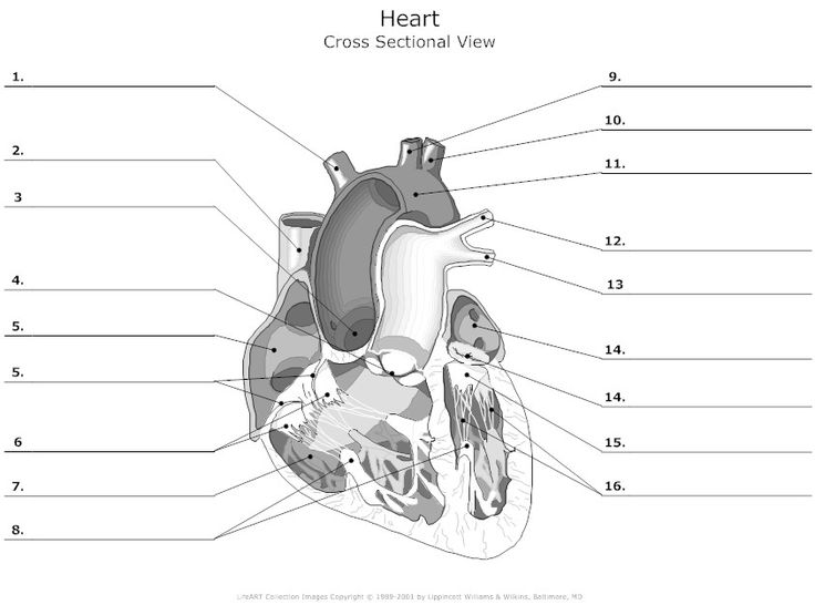 Free Unlabelled Diagram Of The Heart, Download Free Clip Art, Free
