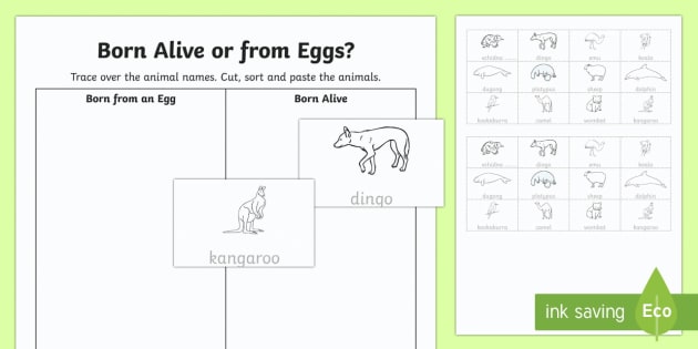 Born Alive Or From Eggs  Cut And Paste Worksheet   Worksheet