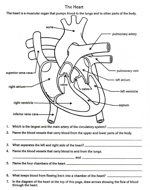 Printables  Circulatory System Worksheet  Lemonlilyfestival