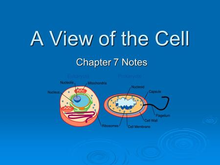 Chapter 4 Table Of Contents Section 1 The History Of Cell Biology