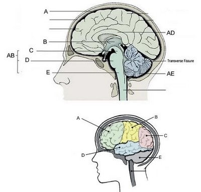 Brain Label