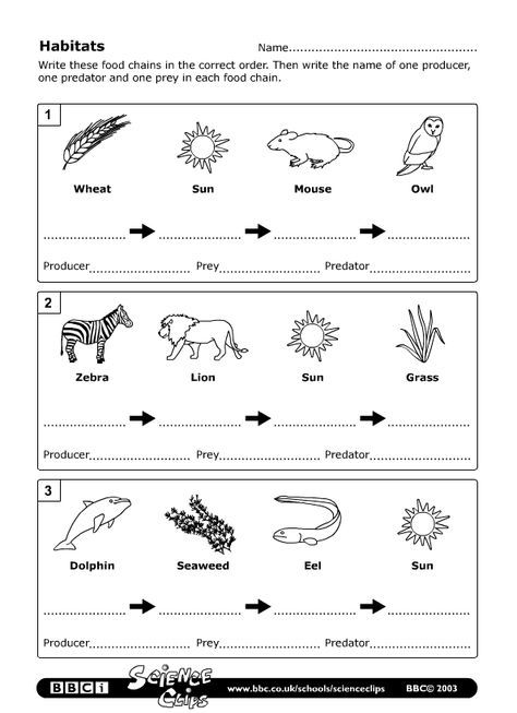 Adorable Free Printable Worksheets On Food Chains On Nice Food