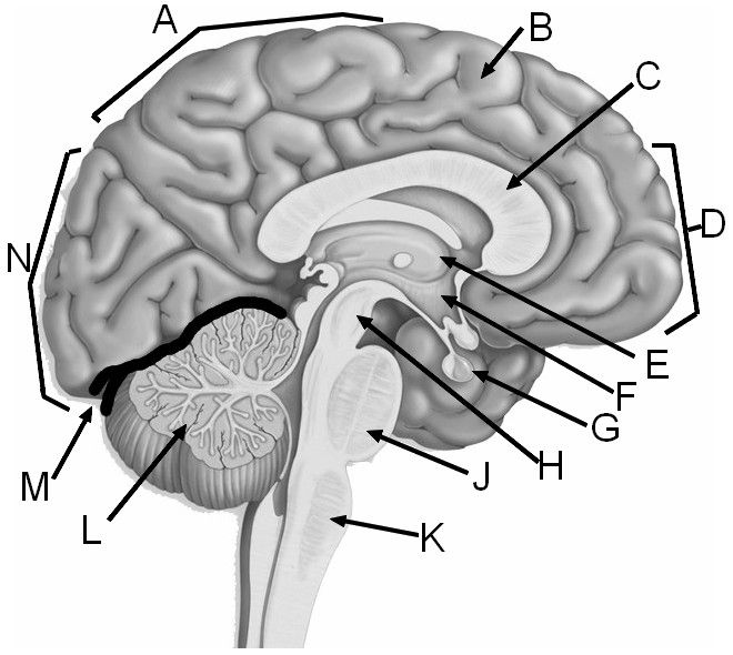Brain Label
