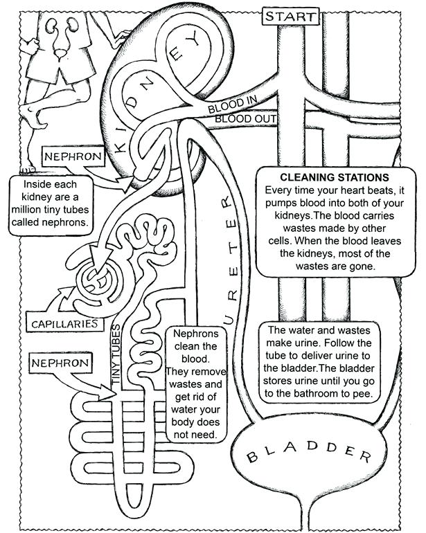 circulatory-system-worksheets-pdf