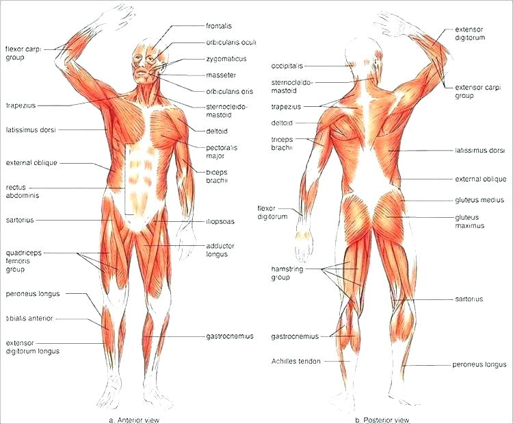 Muscle Labeling Worksheets â Odmartlifestyle Com