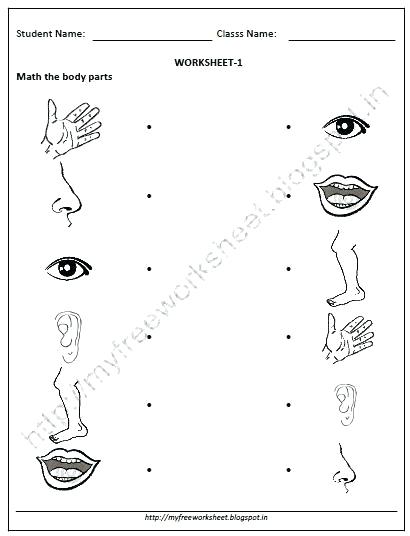 Kindergarten Body Worksheets Human Skeleton Worksheets