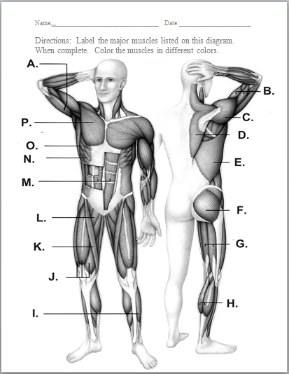 Muscle Diagrams To Label