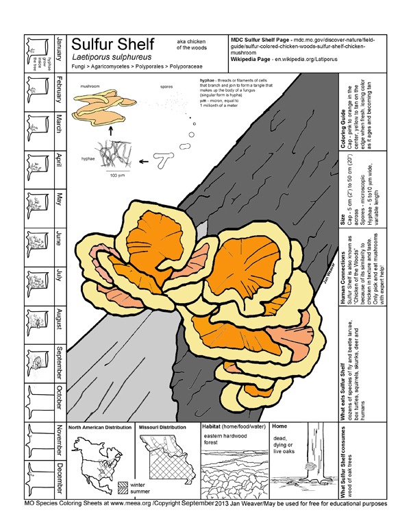 Missouri Species Coloring Sheets