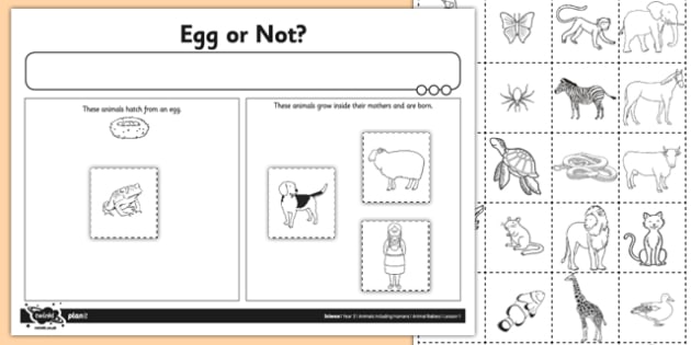Egg Or Not Worksheet   Worksheet
