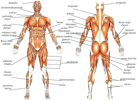 Muscle Labeling Worksheets â Odmartlifestyle Com