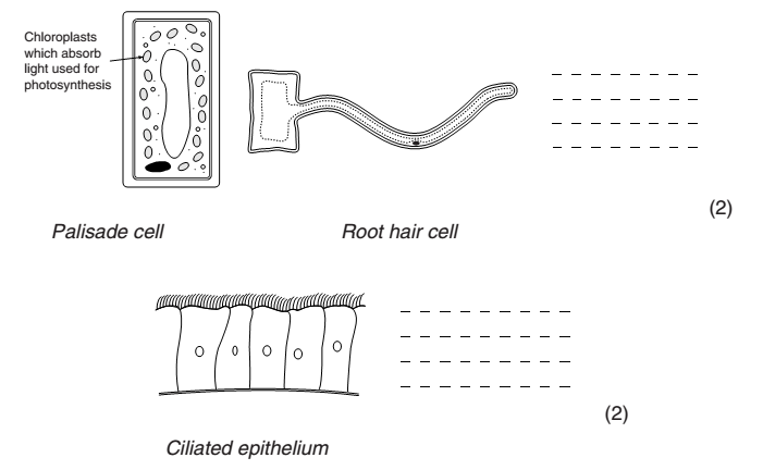 Year 7 Cells Worksheet
