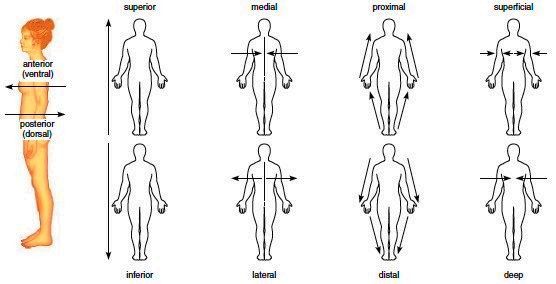 Directional Terms