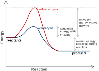 The Enzyme Lab By Kelly Murphy