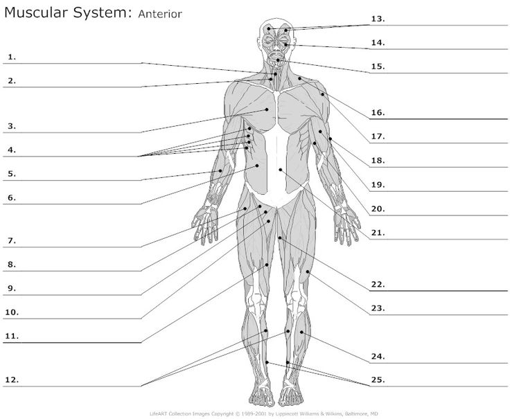 Learn  Anterior Muscles (by Alysenbeasley6)
