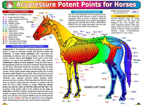 Horse Pressure Point Charts