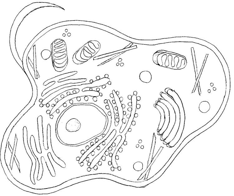 Plant And Animal Cell Coloring Pages