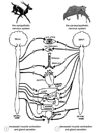 Anatomy And Physiology Of Animals Nervous System