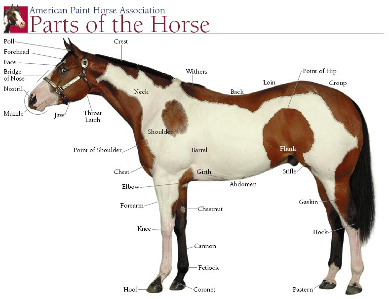Horse's Body And Color
