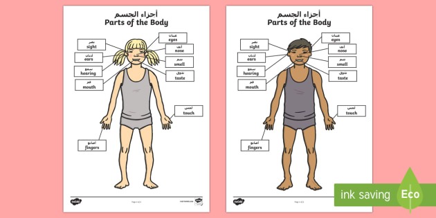 Parts Of The Body Senses Labeling Worksheet   Worksheet Arabic English