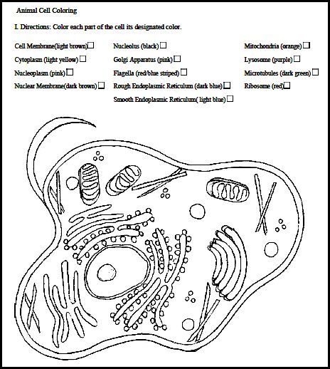 Cells Worksheets