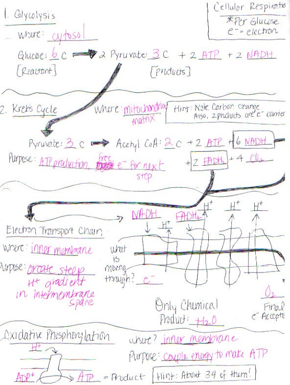 Biol 212 (5) Supplemental Instruction