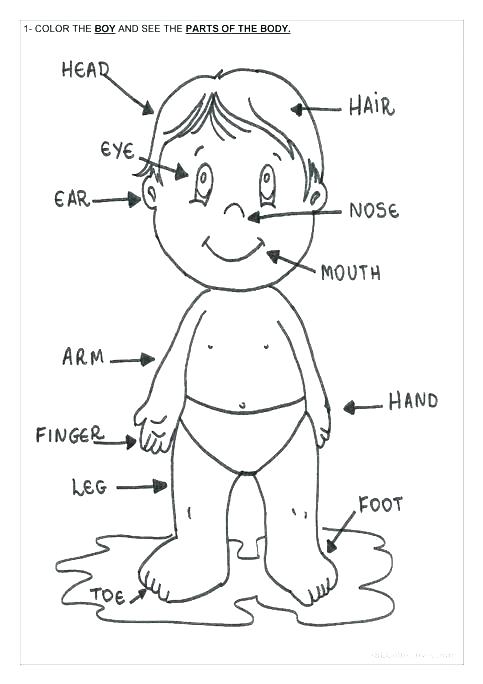 Body Parts For Kids Worksheets Preschool Letters