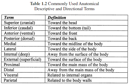 Anatomical Terms Of Location Quiz