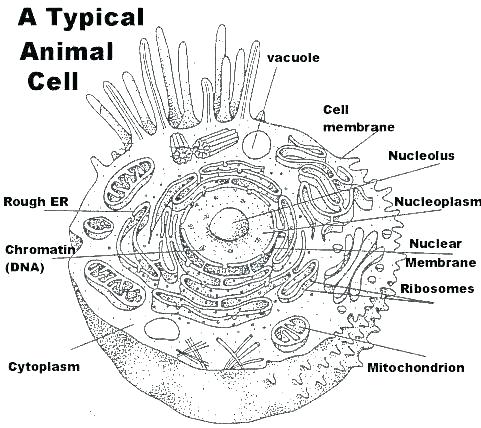 Cells Coloring Pages â Danquahinstitute Org