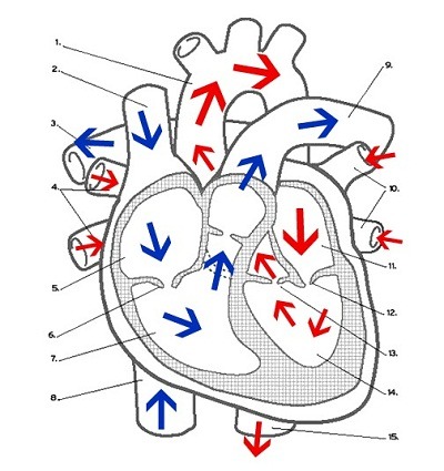 Free Unlabelled Diagram Of The Heart, Download Free Clip Art, Free